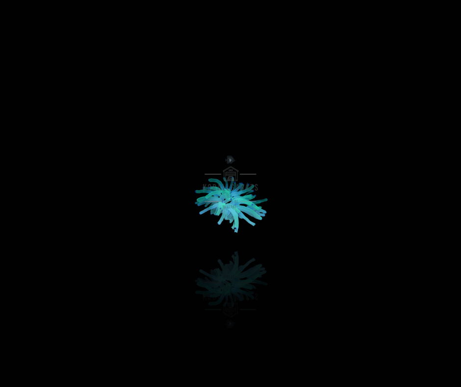 Condylactis Gigantea (green)